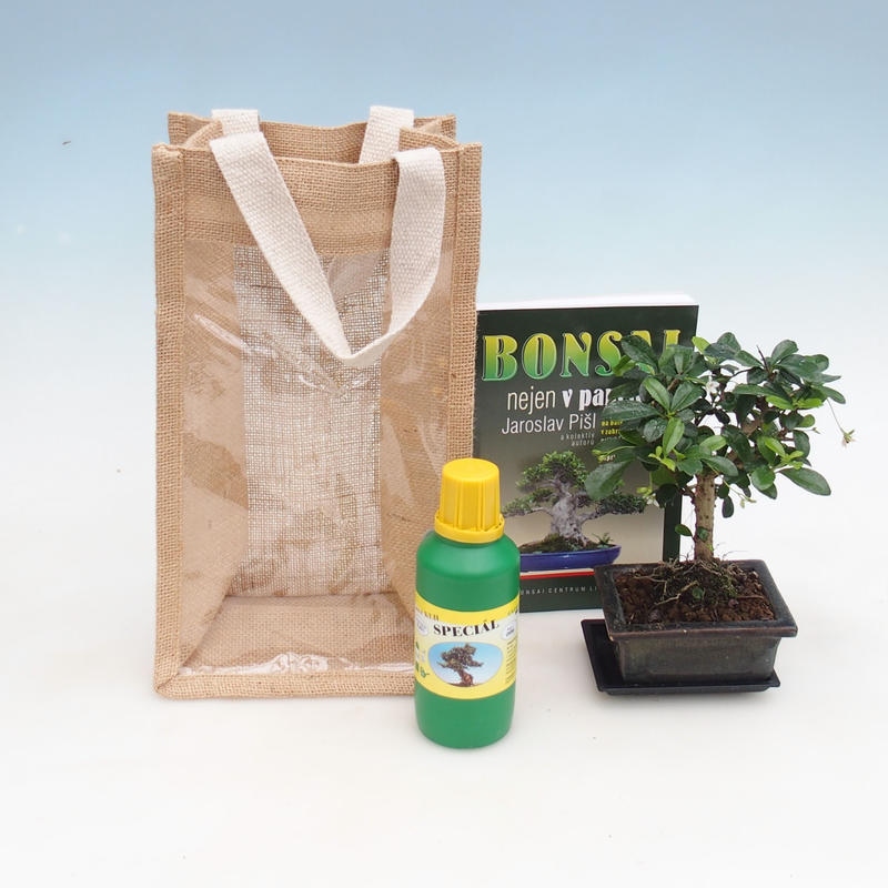 Kamerbonsai in cadeauzakje - JUTA