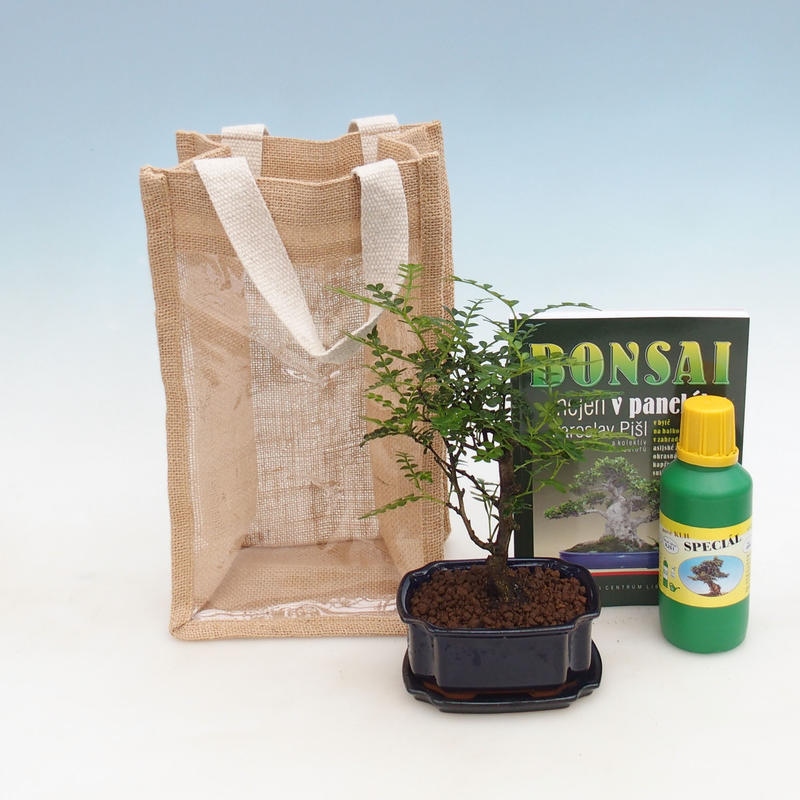 Kamerbonsai in cadeauzakje - JUTA