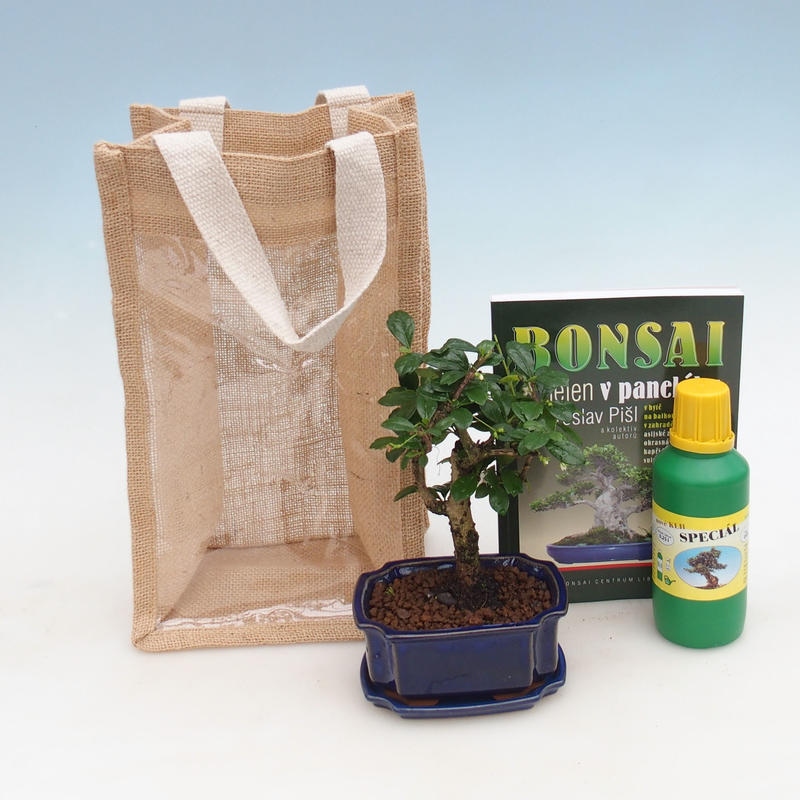 Kamerbonsai in cadeauzakje - JUTA Carmona-tea fuki