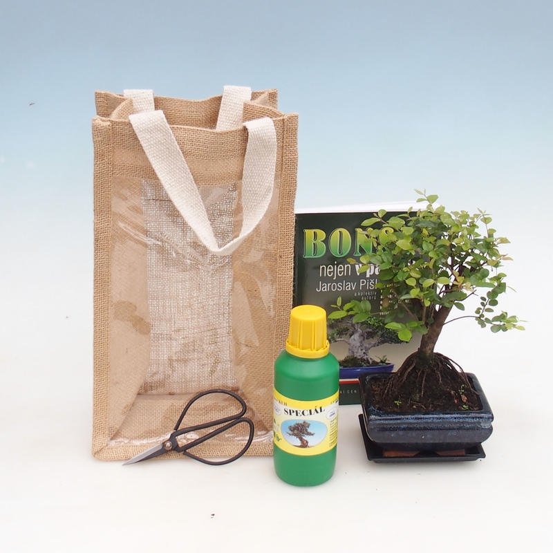Kamerbonsai in cadeauzakje - JUTA Sageretia thea