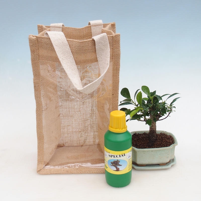 Kamerbonsai in cadeauzakje - JUTA Ficus retusa
