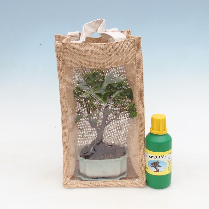 Kamerbonsai in cadeauzakje - JUTA