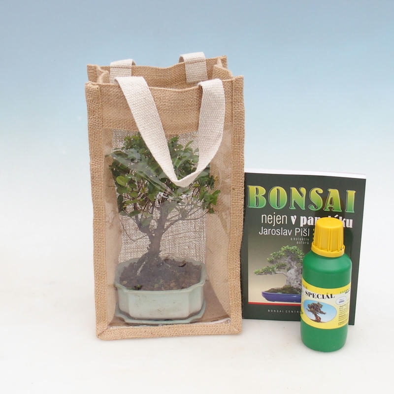 Kamerbonsai in cadeauzakje - JUTA
