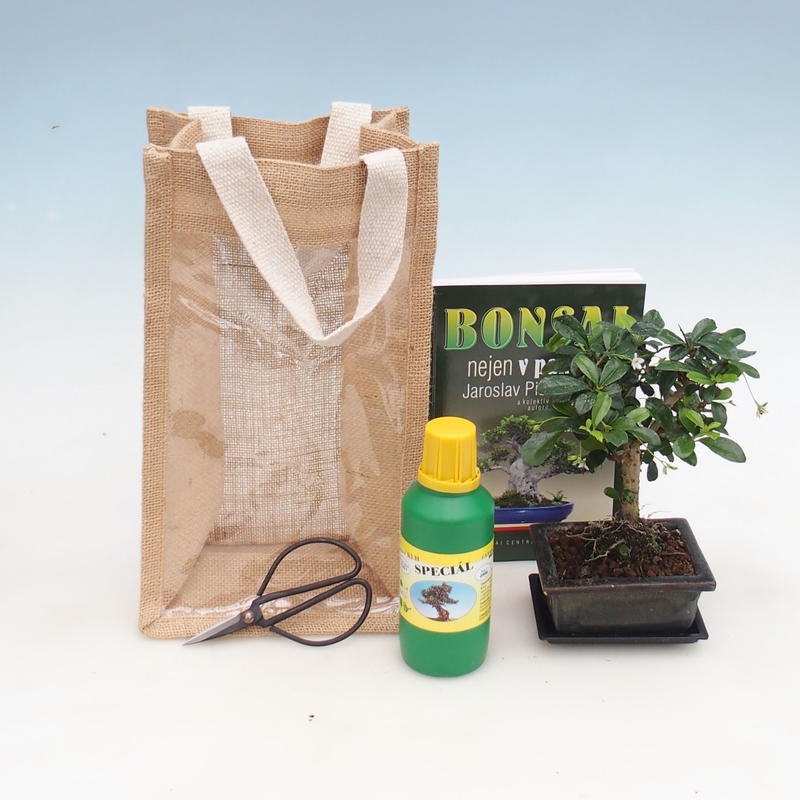 Bonsai voor binnenshuis in een cadeauzakje - JUTA Carmona - fuki-thee