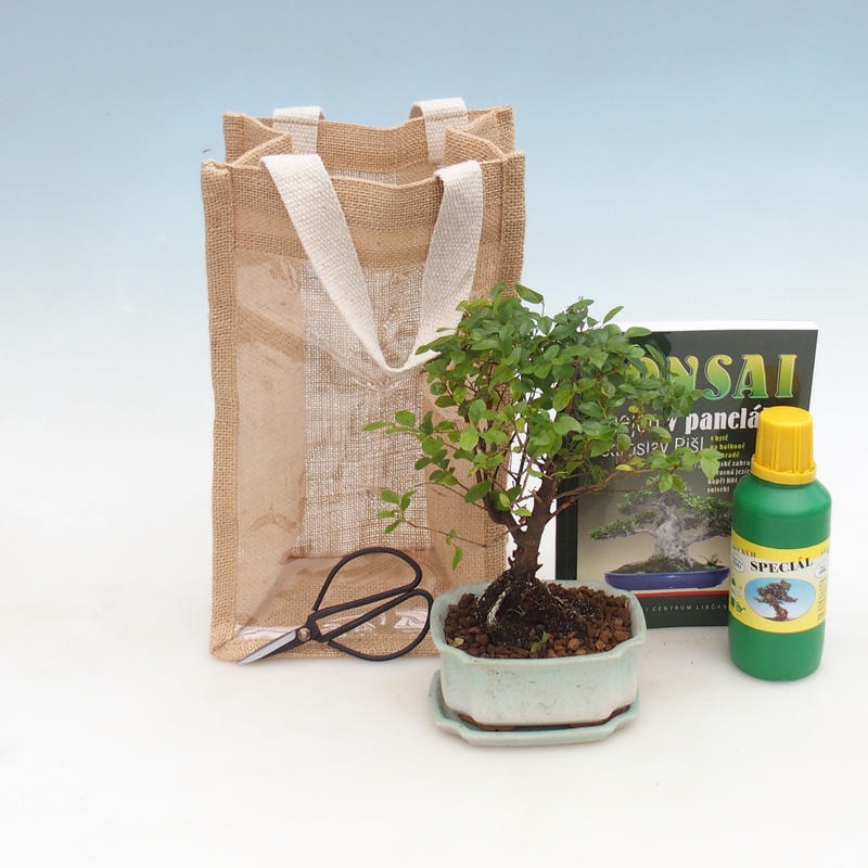 Kamerbonsai in cadeauzakje - JUTA Sageretia thea