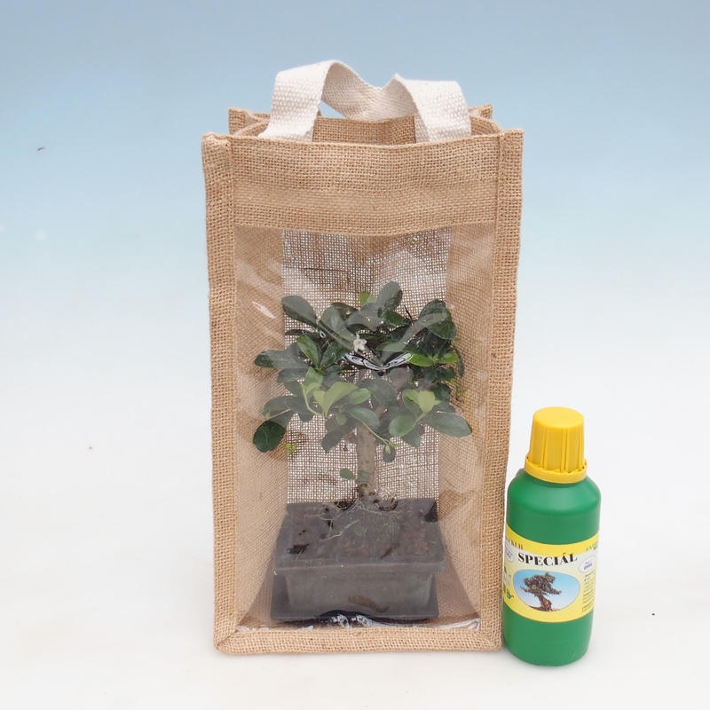 Kamerbonsai in cadeauzakje - JUTA