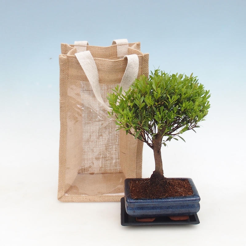Kamerbonsai in cadeauzakje - JUTA