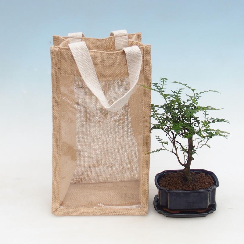 Kamerbonsai in een geschenkzakje - JUTA Zantoxylum piperitum - Peperboom 