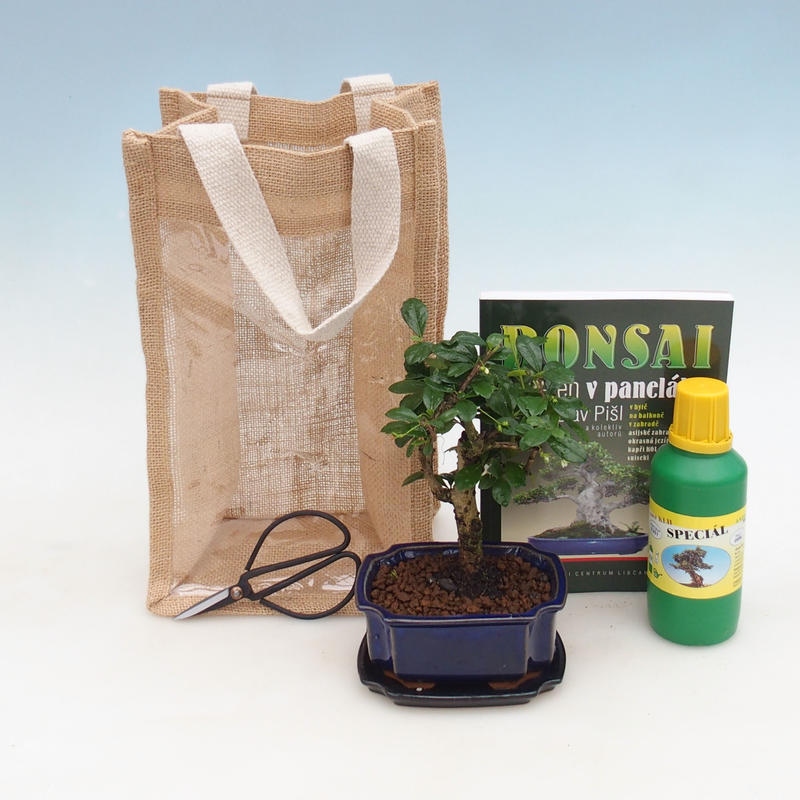 Kamerbonsai in cadeauzakje - JUTA Carmona-tea fuki