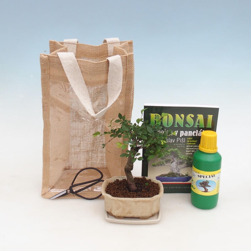 Kamerbonsai in cadeauzakje - JUTA Ulmus parvifolia-Roomiep