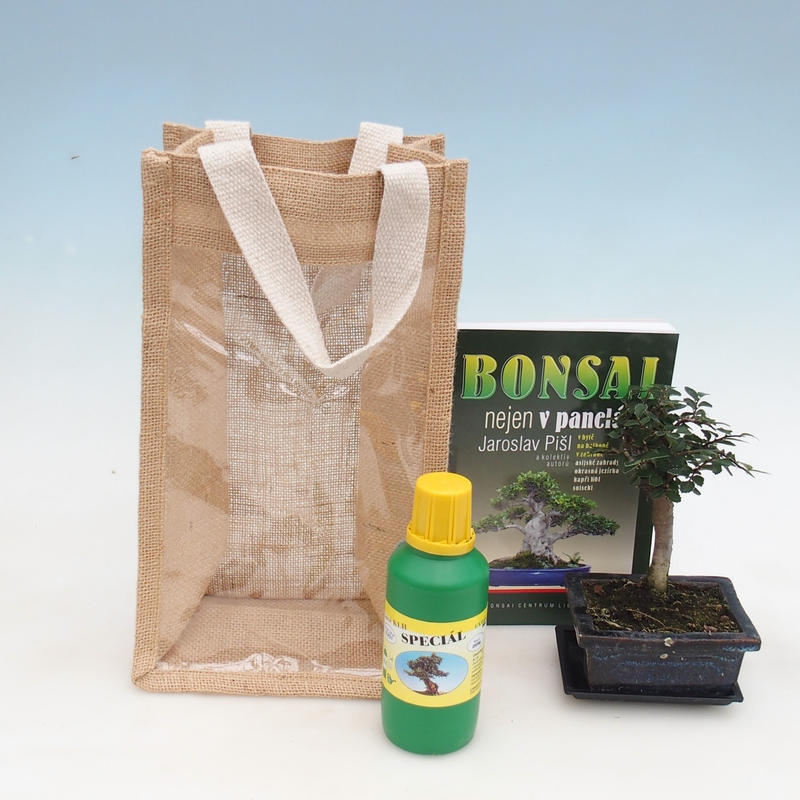 Kamerbonsai in cadeauzakje - JUTA Ulmus parvifolia-Roomiep