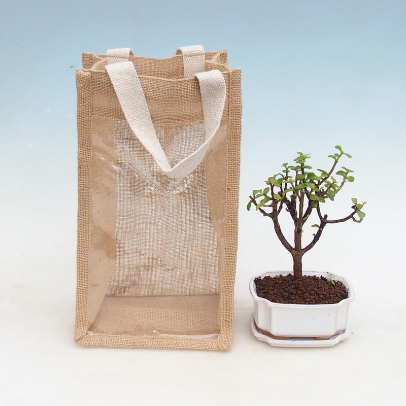 Kamerbonsai in een geschenkzakje - JUTA Portulacaria Afra - Crassula