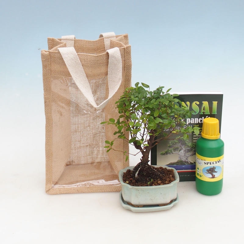 Kamerbonsai in cadeauzakje - JUTA Sageretia thea