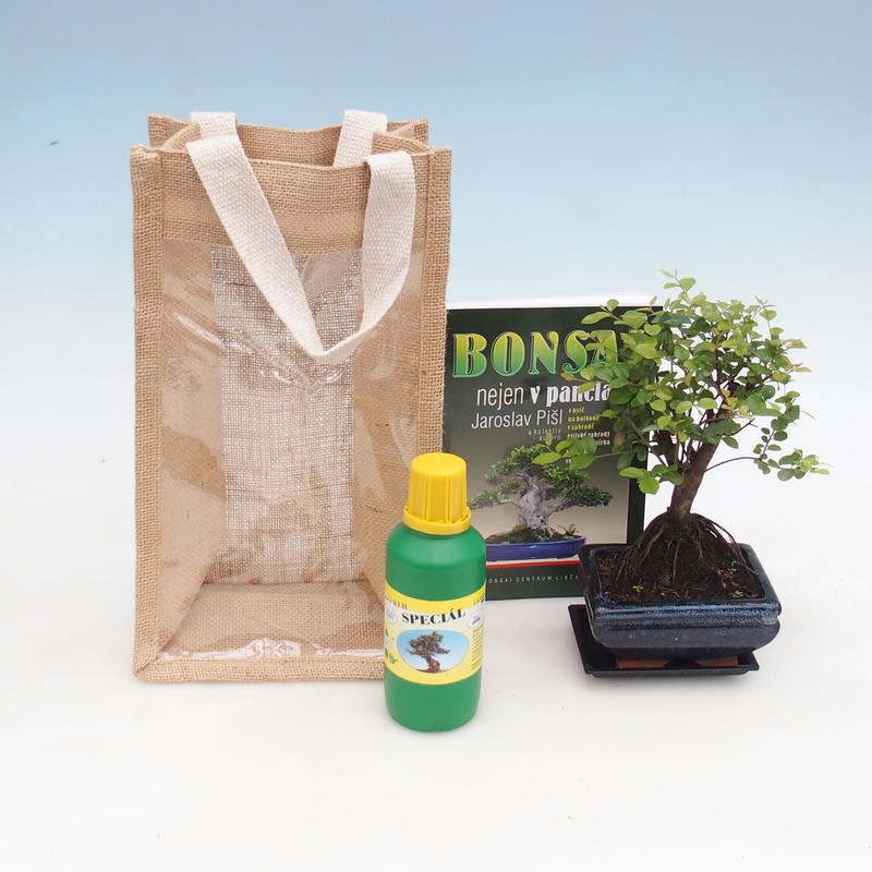 Kamerbonsai in cadeauzakje - JUTA Sageretia thea