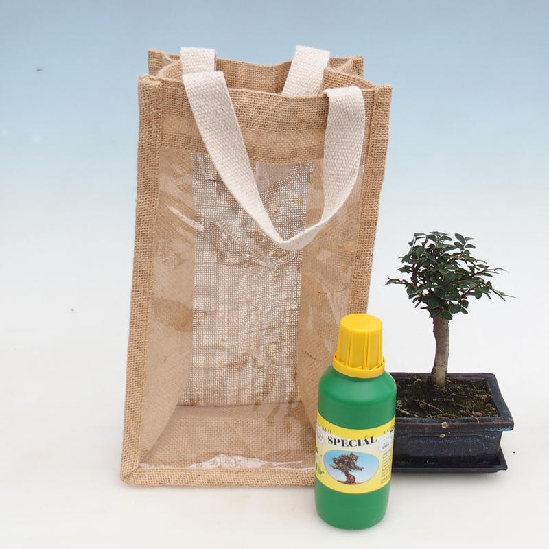 Kamerbonsai in cadeauzakje - JUTA Ulmus parvifolia-Roomiep