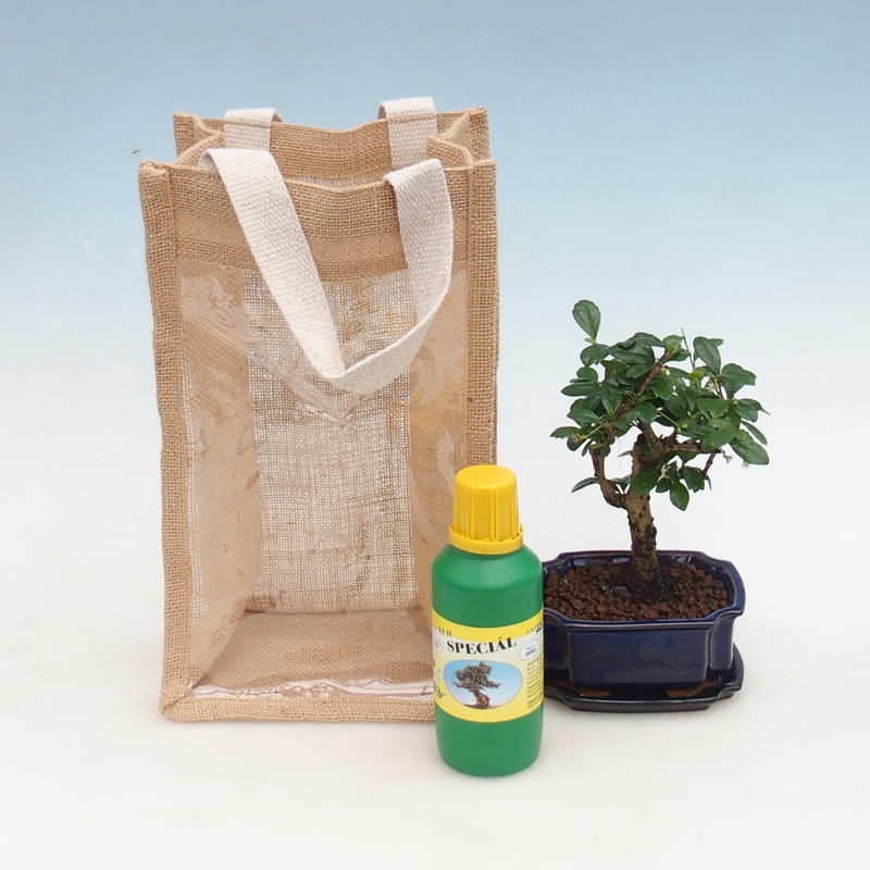 Kamerbonsai in cadeauzakje - JUTA Carmona-tea fuki
