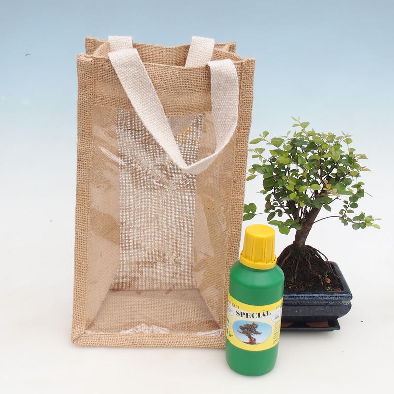 Kamerbonsai in cadeauzakje - JUTA Sageretia thea