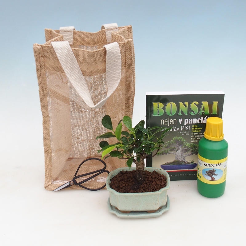 Kamerbonsai in cadeauzakje - JUTA
