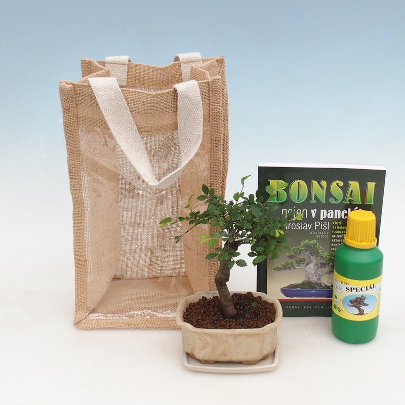 Kamerbonsai in cadeauzakje - JUTA Ulmus parvifolia-Roomiep