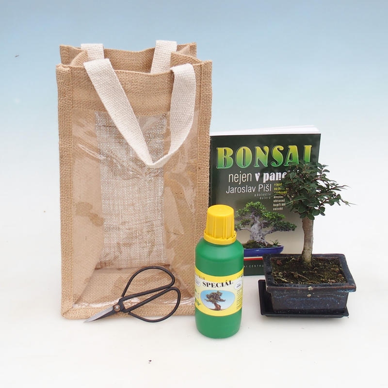 Kamerbonsai in cadeauzakje - JUTA Ulmus parvifolia-Roomiep