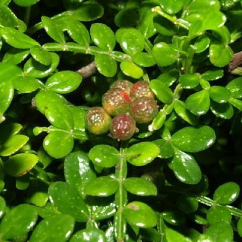 Kamerbonsai - Zantoxylum piperitum - peperboom
