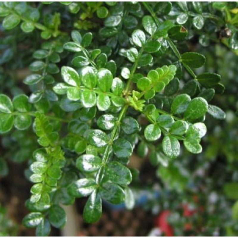 Kamerbonsai - Zantoxylum piperitum - peperboom