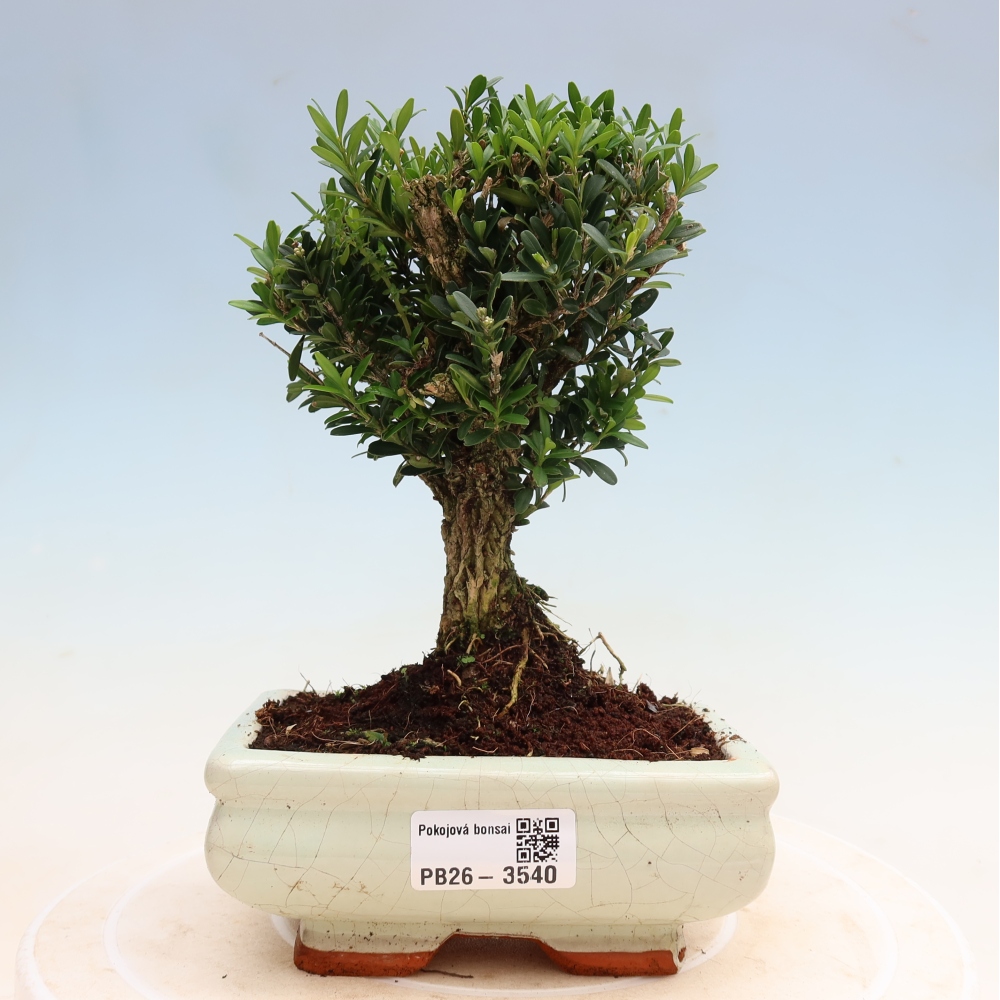 Kamerbonsai - Buxus harlandii - kurk buxus