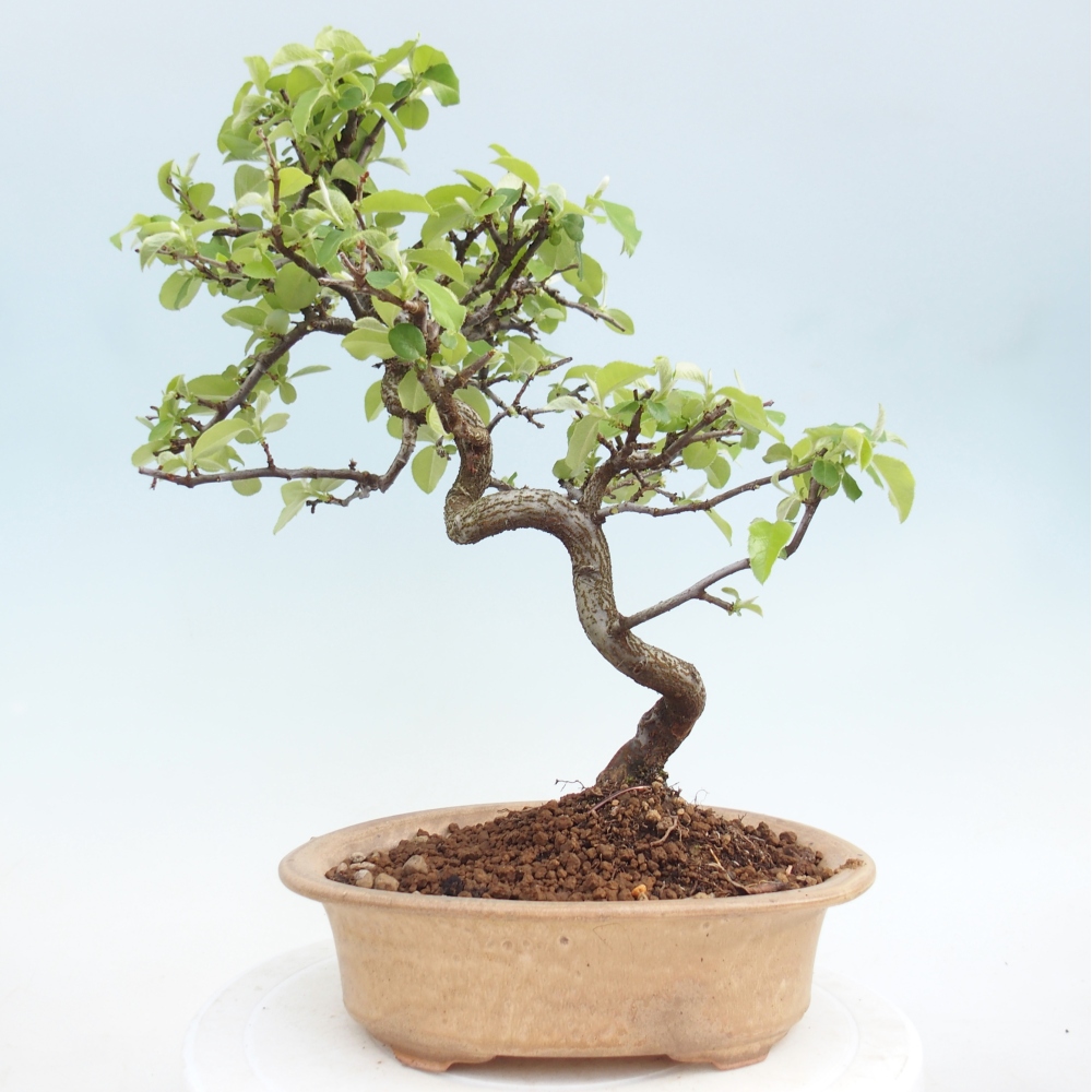 Bonsai voor buiten - Chaneomeles chinensis