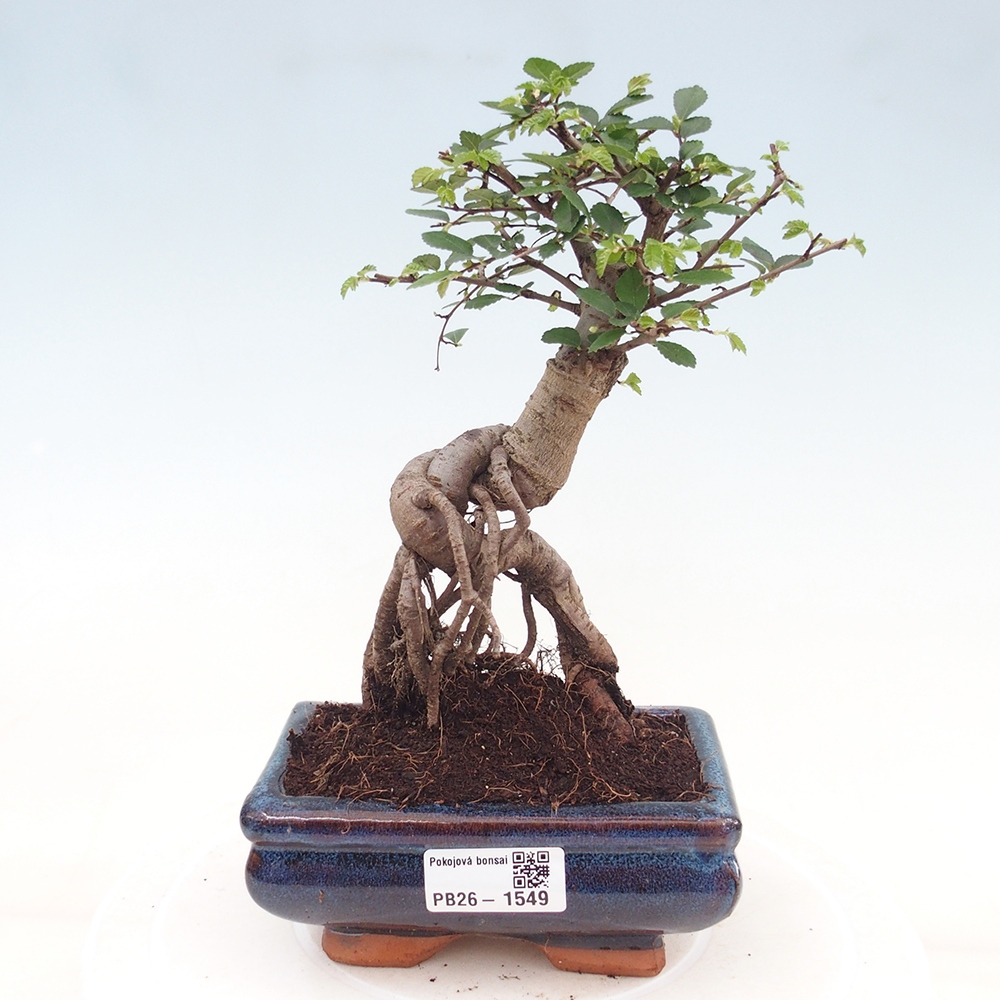 Kamerbonsai - Ulmus parvifolia - Winteriep