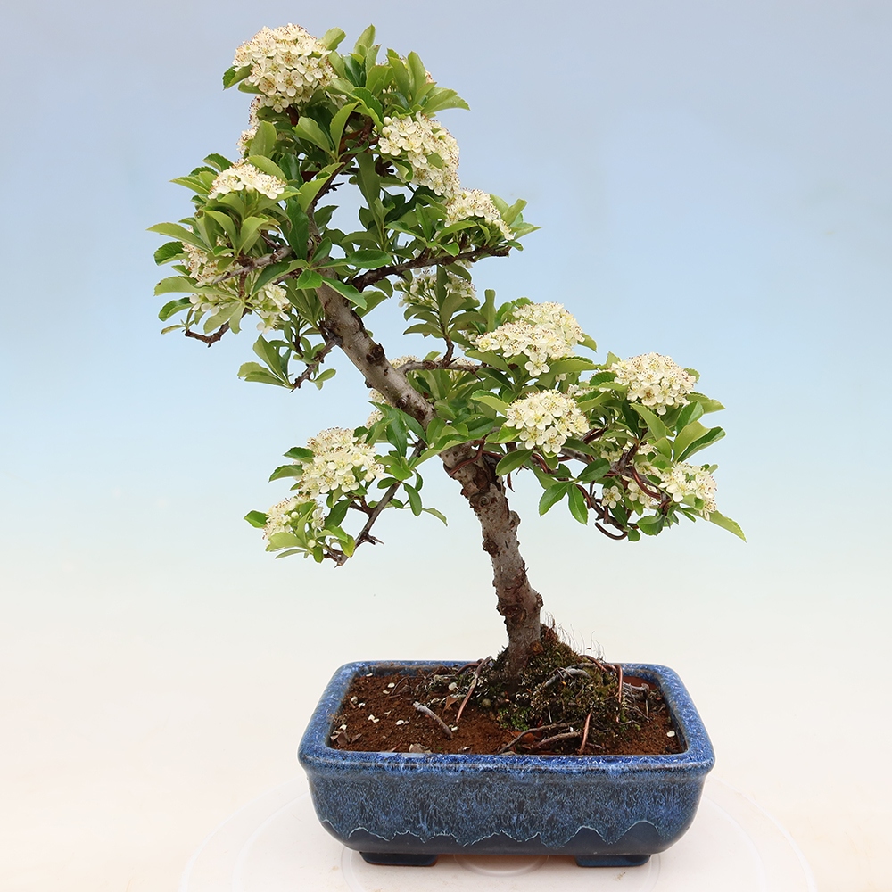 Buitenbonsai - Pyracantha teton - Vuurdoorn