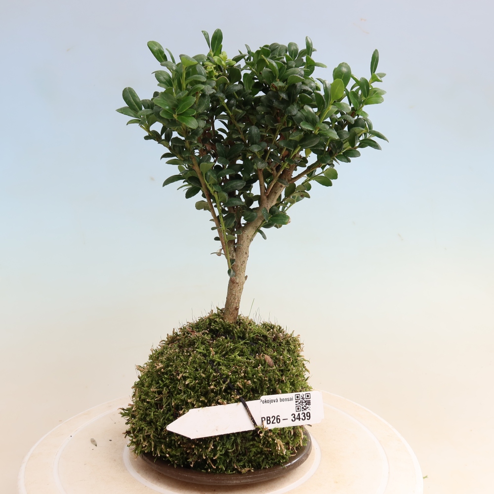 Kokedama met schaal - Ilex crenata - Kers