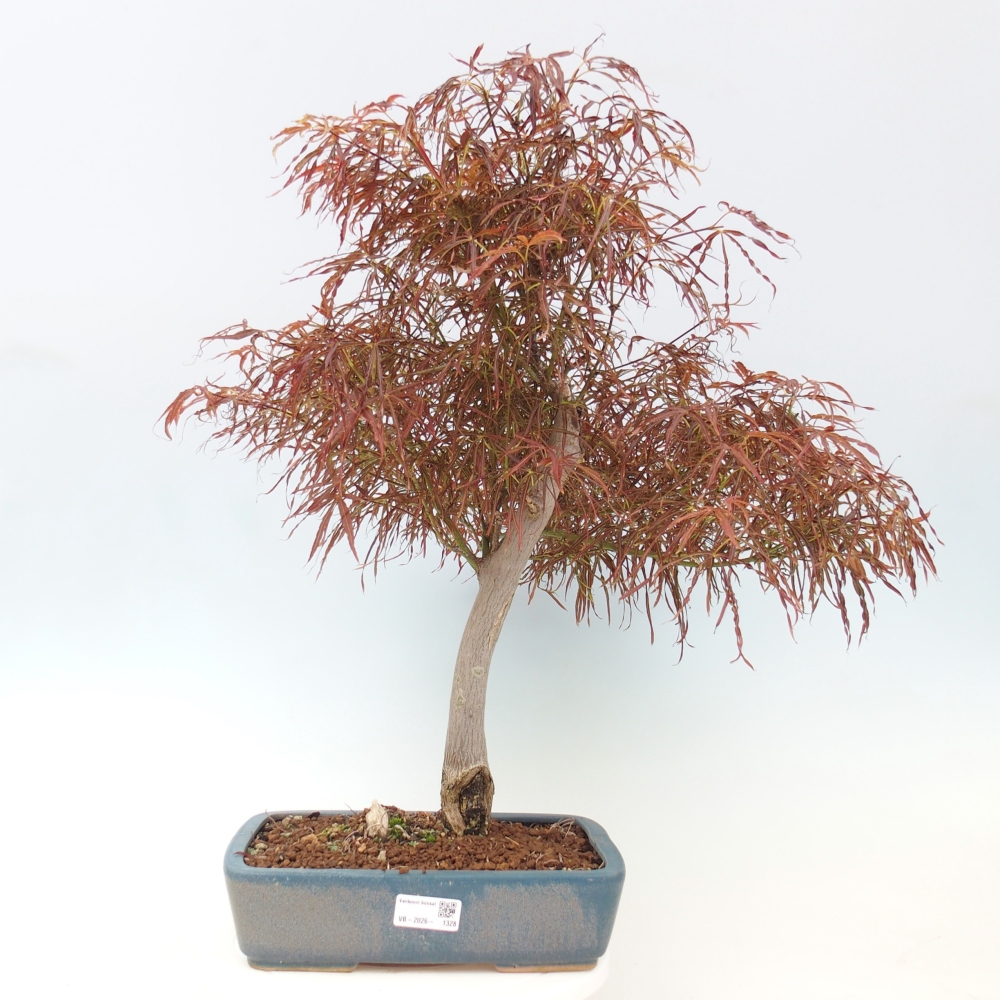 Bonsai voor buiten - Acer palmatum RED PYGMY