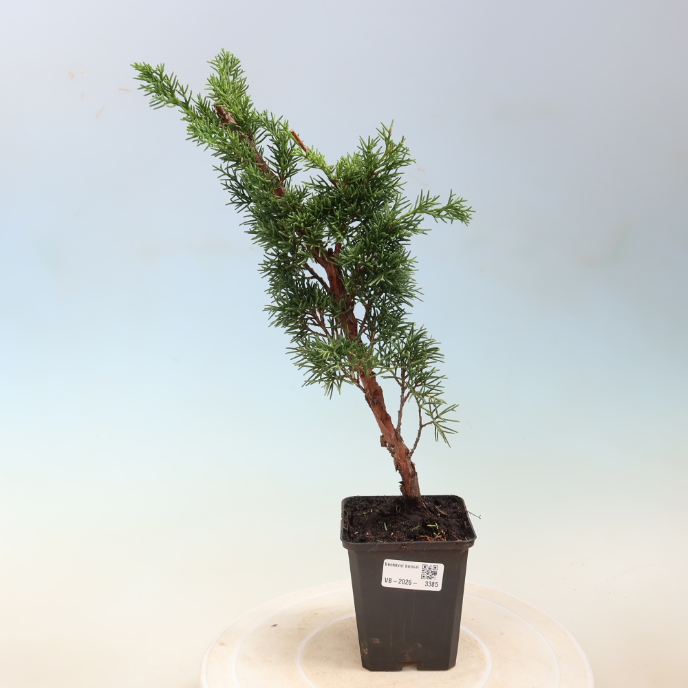 Bonsai voor buiten - Juniperus chinensis Kishu
