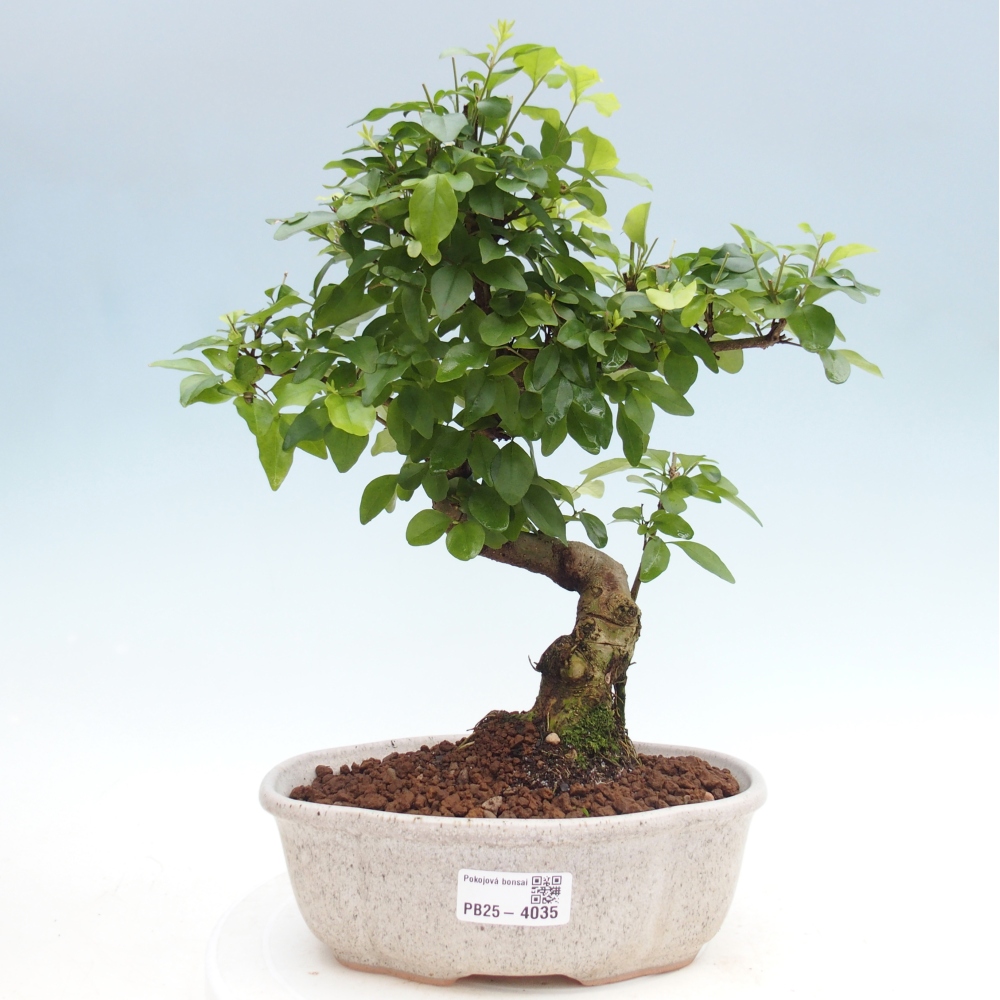Kamerbonsai -Ligustrum chinensis - Vogelsnavel