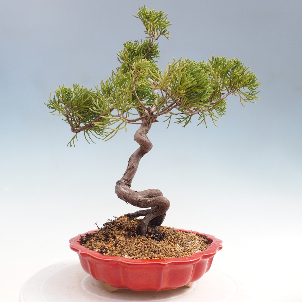 Bonsai voor buiten - Juniperus chinensis Kishu