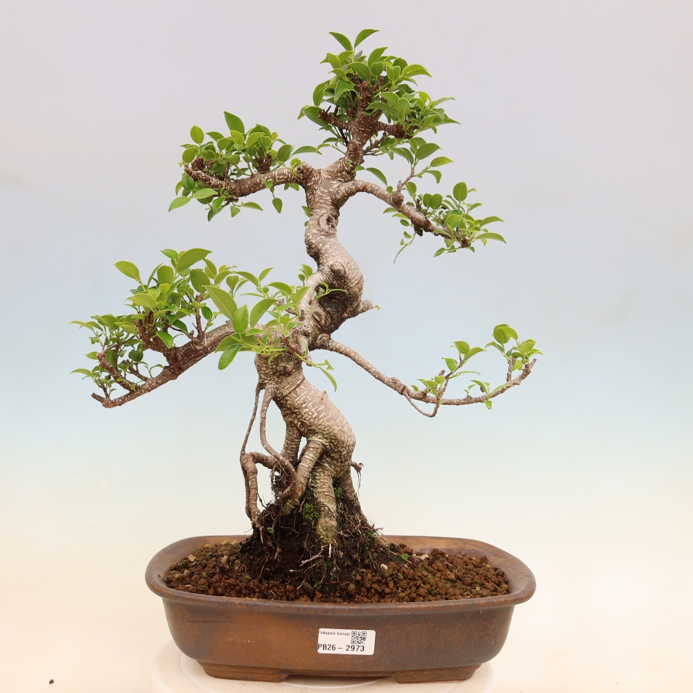 Kamerbonsai - Ficus kimmen - kleinbladige ficus