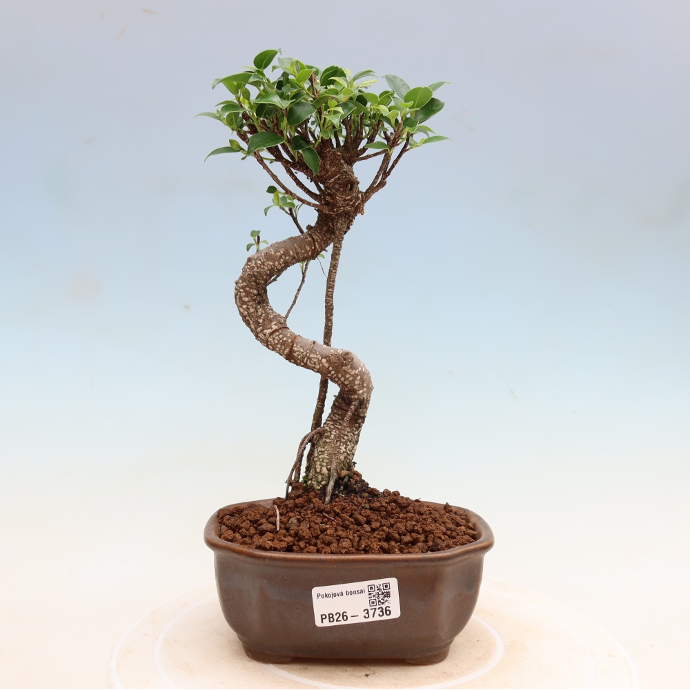 Kamerbonsai - Ficus kimmen - kleinbladige ficus