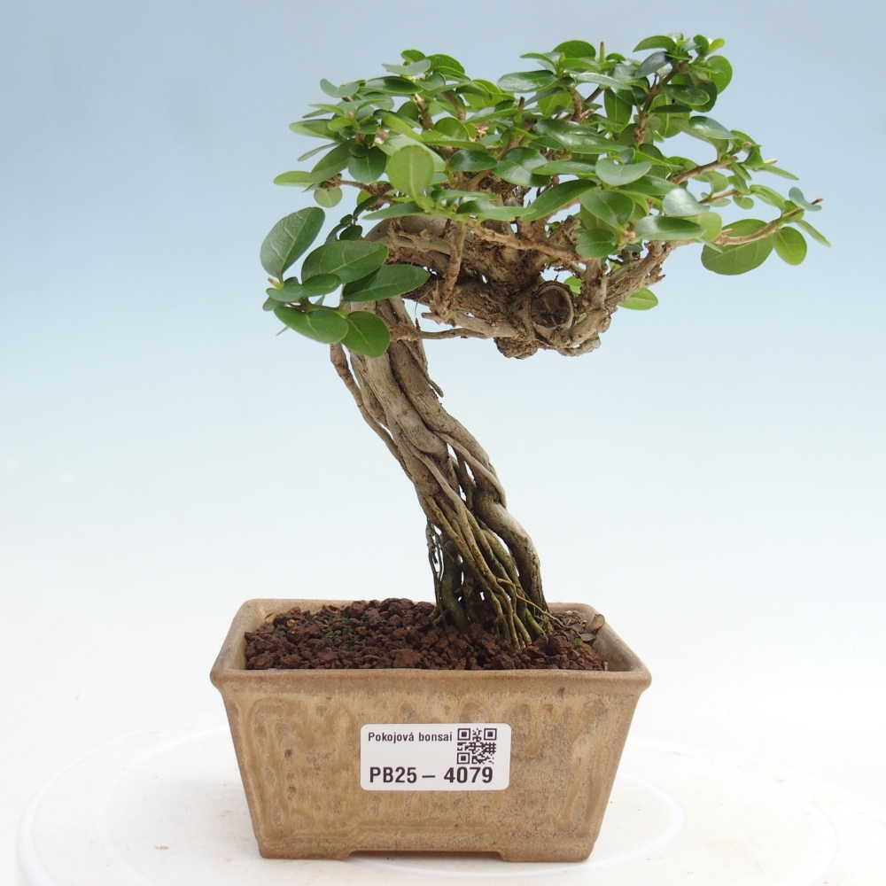 Bonsai voor binnen - Premna serratifolia - Kozlovna malolista