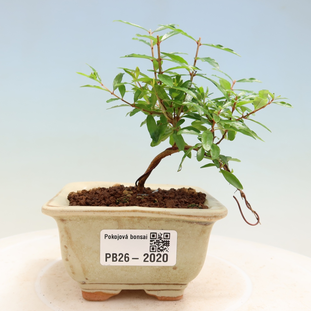 Kamerbonsai-PUNICA granatum nana-Granaatappel