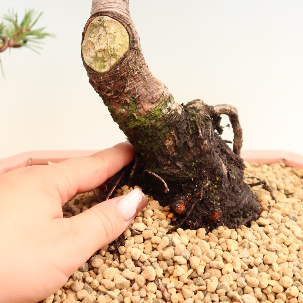 Bonsai voor buiten - Pinus mugo Humpy  - Bergden