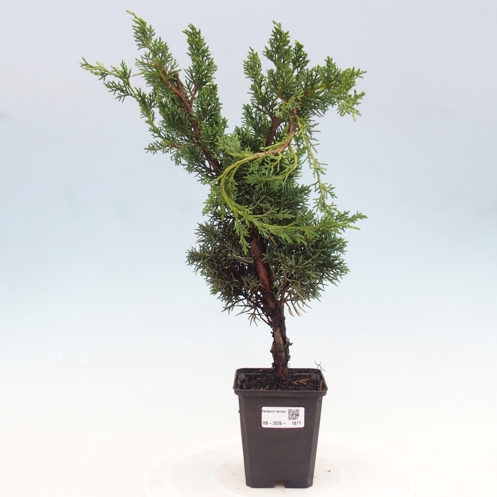 Bonsai voor buiten - Juniperus chinensis Kishu