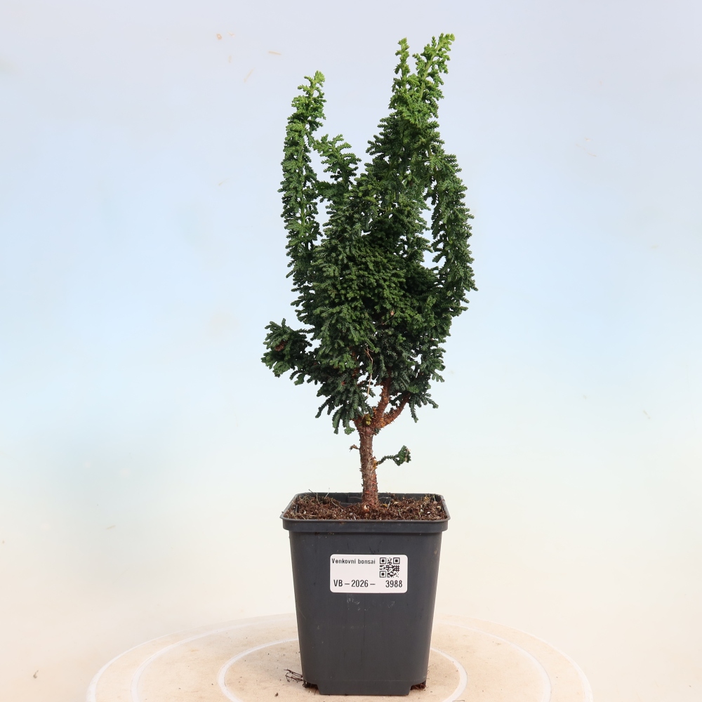 Bonsai voor buiten - Cham. obtusa SEKKA HINOKI - Cipres