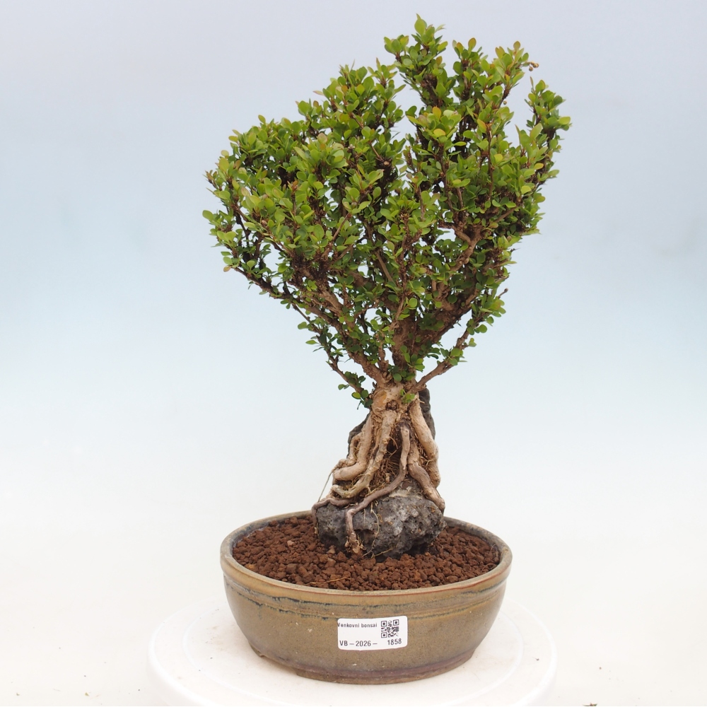 Bonsai voor buiten - Berberis coreana