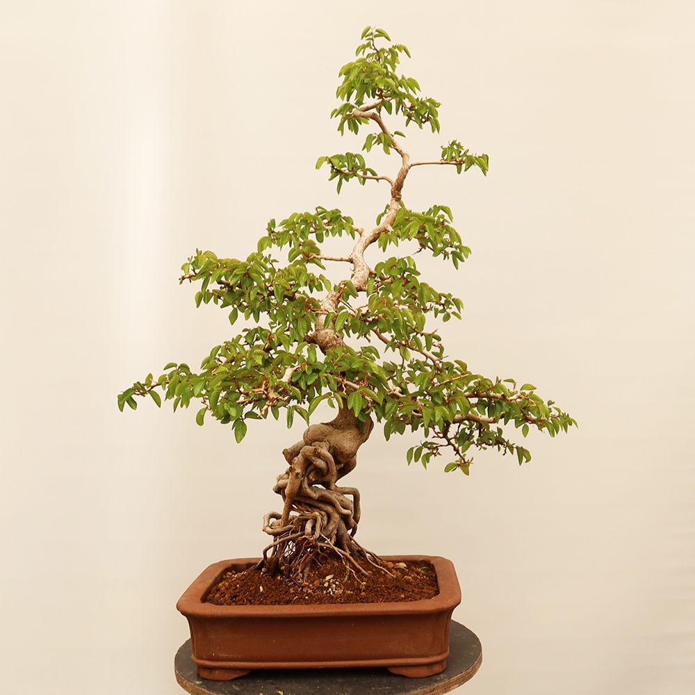 Bonsai voor buiten -Carpinus Coreana - Koreaanse haagbeuk