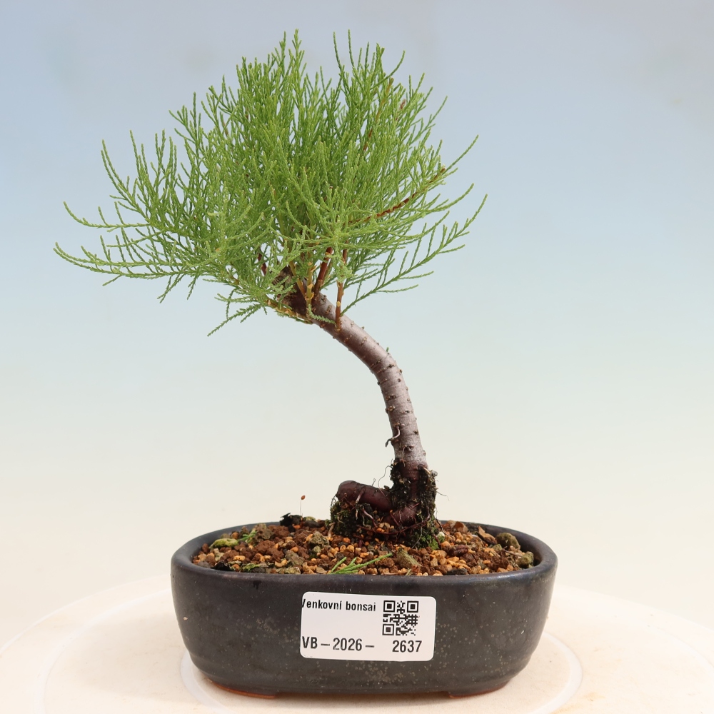 Bonsai voor buiten - Tamarisk - Tamarix