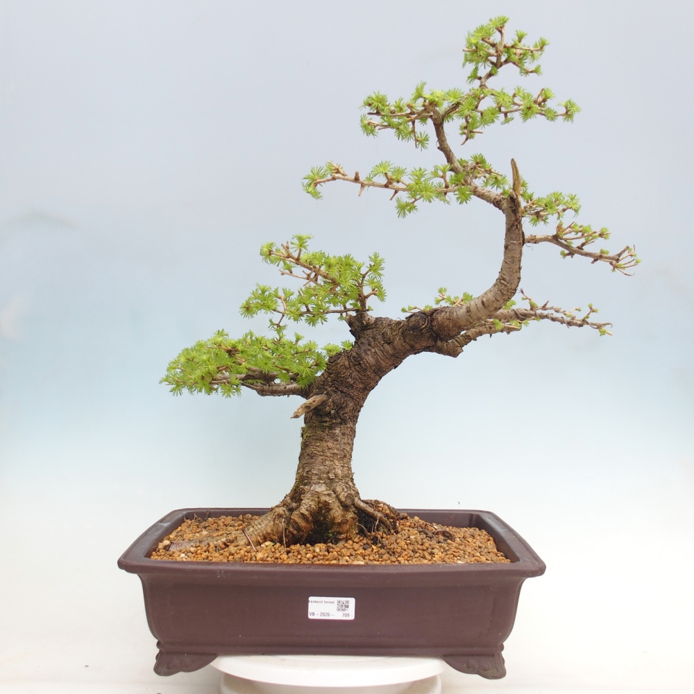 Bonsai voor buiten -Larix decidua - Lariks - Alleen palletvervoer