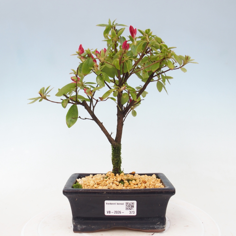 Bonsai voor buiten - Japanse azalea - Azalea sp.