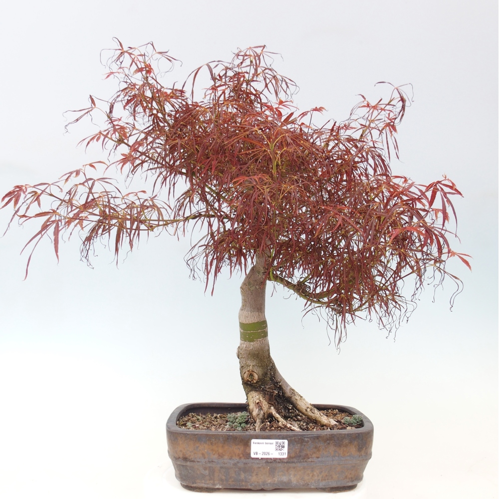 Bonsai voor buiten - Acer palmatum RED PYGMY