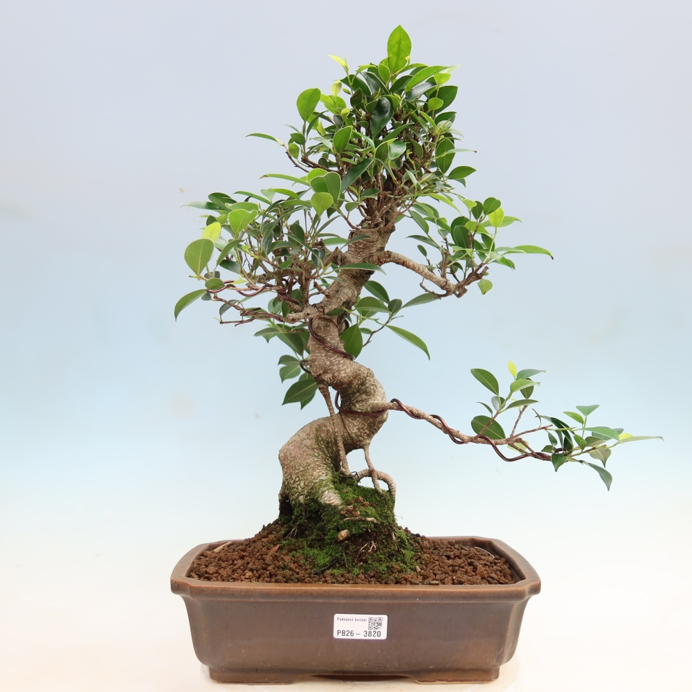 Kamerbonsai - Ficus kimmen - kleinbladige ficus