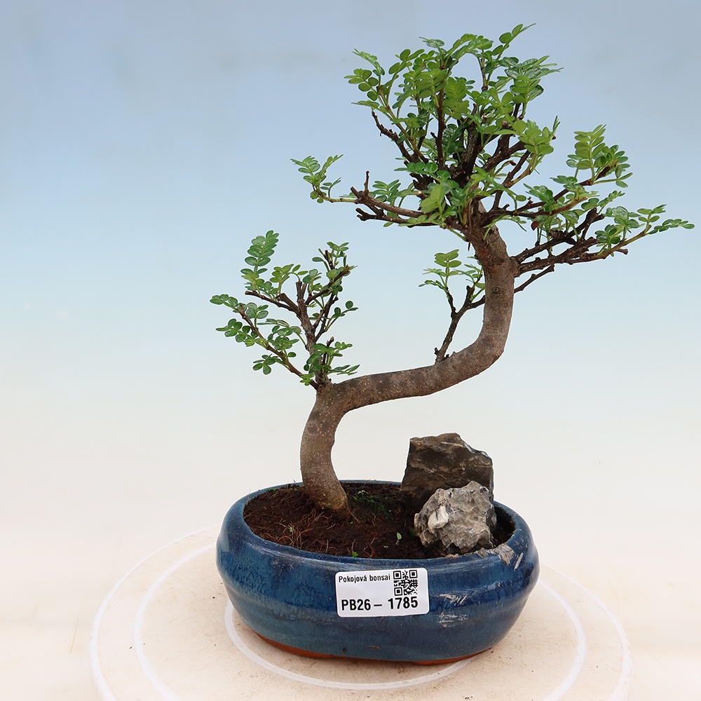 Kamerbonsai - Zantoxylum piperitum - peperboom